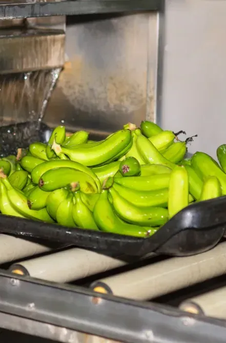 Packaging Technologies for Banana and Banana Products