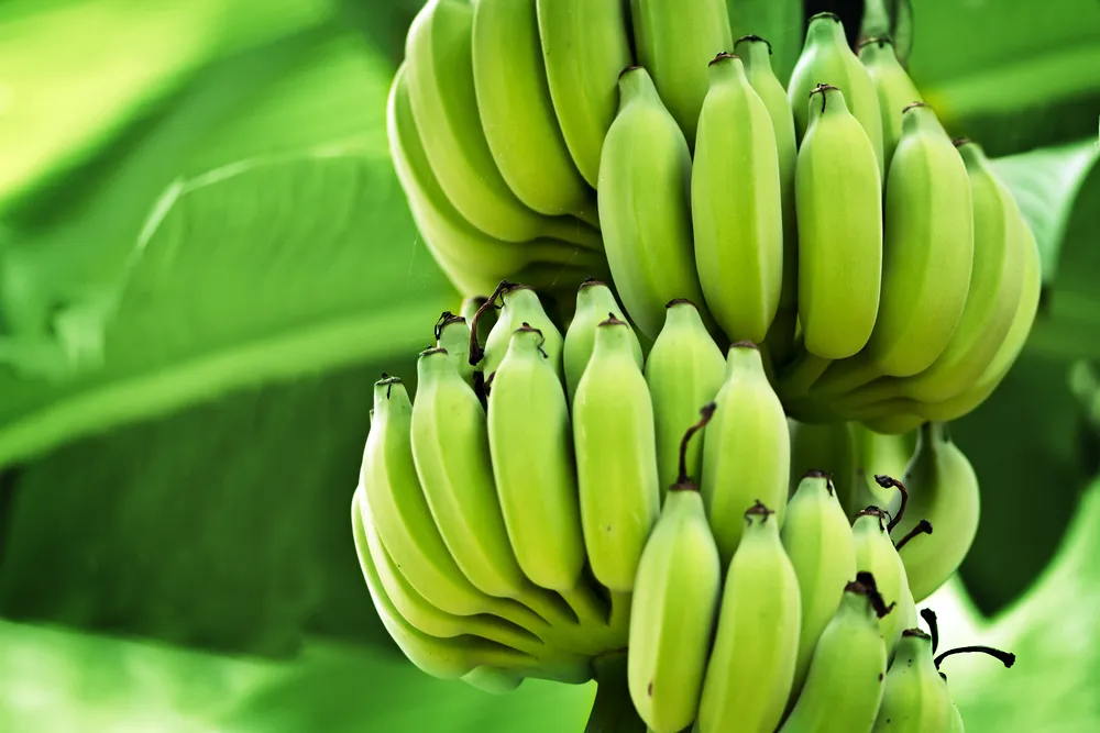 Review of banana green life throughout the food chain: From auto-catalytic induction to the optimisation of shipping and storage conditions